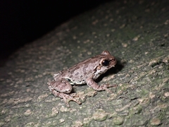 Hyla japonica