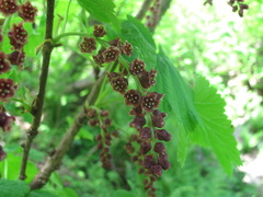 Ribes biebersteinii