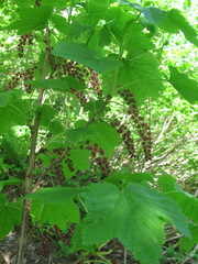 Ribes biebersteinii