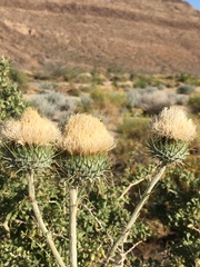 Cirsium neomexicanum