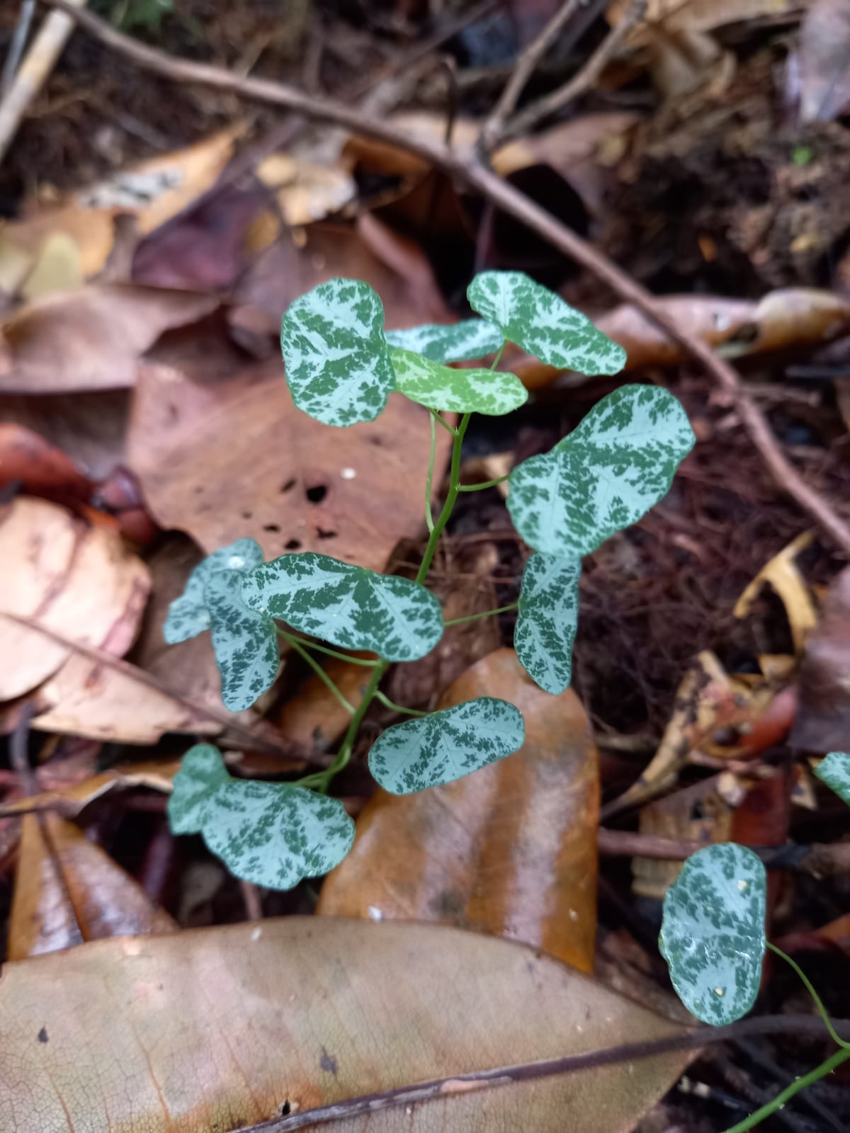 Passiflora porophylla