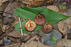 Chisocheton ceramicus