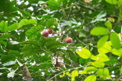 Chisocheton ceramicus