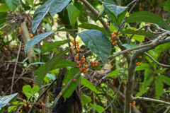 Ficus scaberrima