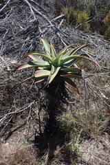 Aloe arborescens × ferox