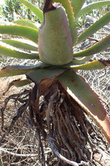 Aloe arborescens × ferox