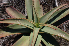 Aloe arborescens × ferox