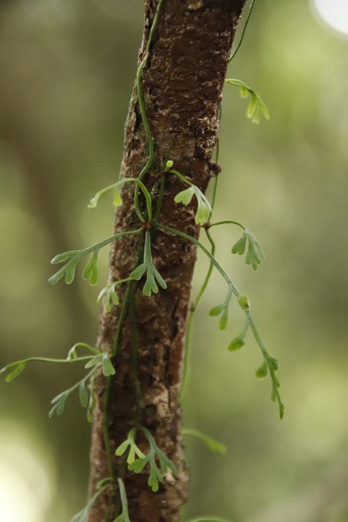 Asplenium mannii (Asplenium mannii)