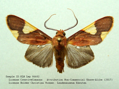 Trichromia onytes