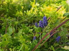 Muscari