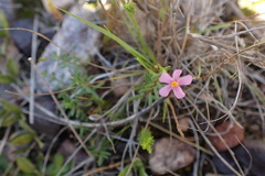Chaenostoma denudatum