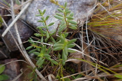 Chaenostoma denudatum