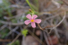 Chaenostoma denudatum