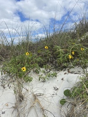 Helianthus debilis image