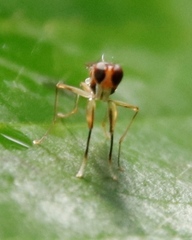 Teloglabrus vumbensis