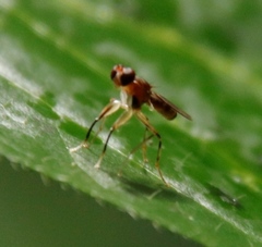 Teloglabrus vumbensis