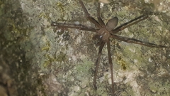 Loxosceles colima