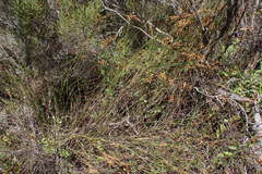 Restio albotuberculatus