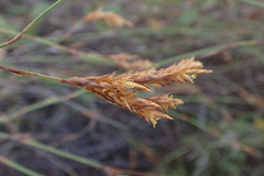 Restio albotuberculatus