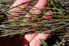 Restio albotuberculatus