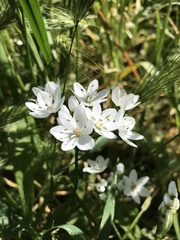 Allium neapolitanum