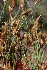 Restio albotuberculatus