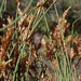 Restio albotuberculatus - Photo (c) David Hoare, alguns direitos reservados (CC BY-NC), uploaded by David Hoare