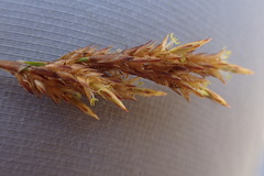 Restio albotuberculatus