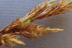 Restio albotuberculatus