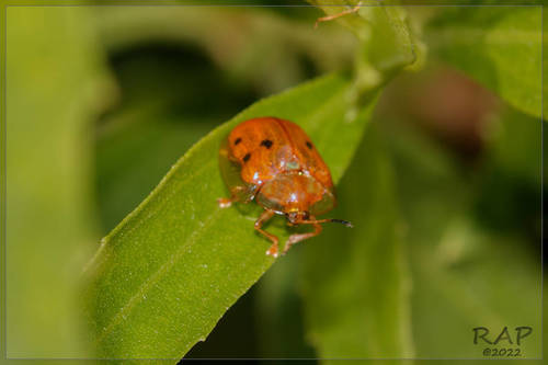Photo of Golden Tortoise Beetle (Charidotella sexpunctata)
