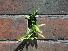 Asplenium trichomanes