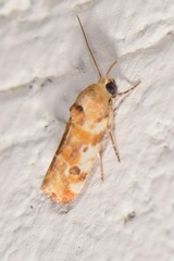 Spragueia jaguaralis