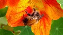 Bombus pascuorum