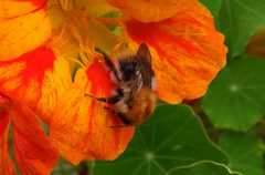 Bombus pascuorum