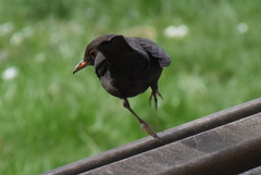 Turdus merula