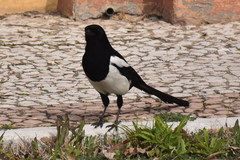 Pica pica