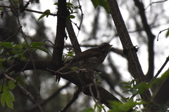 Turdus iliacus