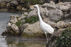 Ardea alba