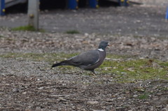 Columba palumbus