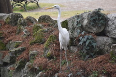 Ardea alba