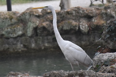 Ardea alba