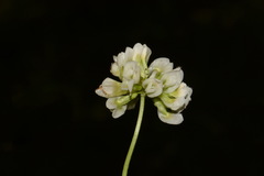 Trifolium calcaricum