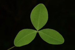 Trifolium calcaricum
