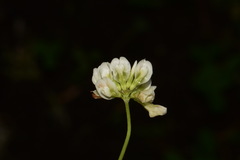 Trifolium calcaricum