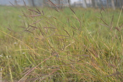 Dichanthium