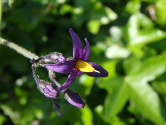 Solanum dulcamara