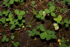 Trifolium calcaricum