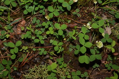 Trifolium calcaricum