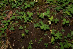 Trifolium calcaricum