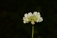 Trifolium calcaricum
